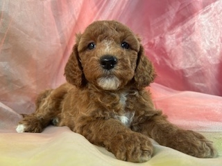 Male Bichon poodle puppy for Sale in Iowa DOB 1-17-2024 $1000